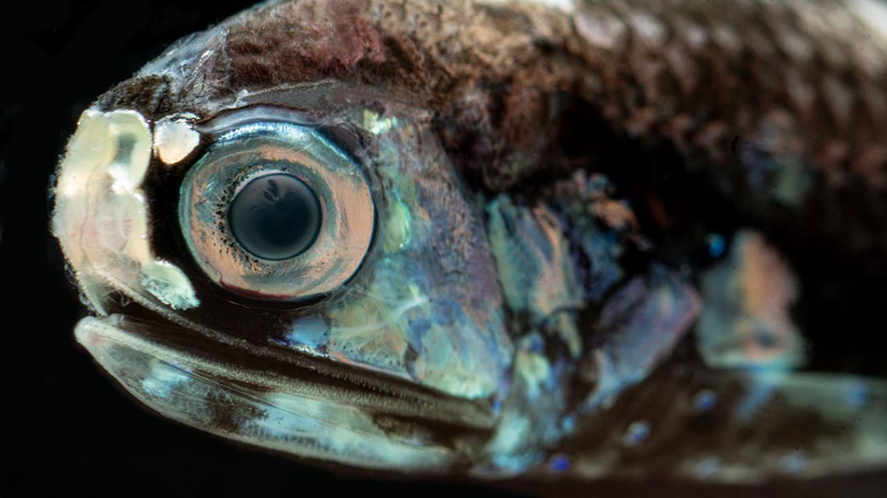 Deep-Sea Fish in the Gulf Fell Nearly 64% After the 2010 Oil Spill and Have Not Recovered, Decade of Surveys Finds