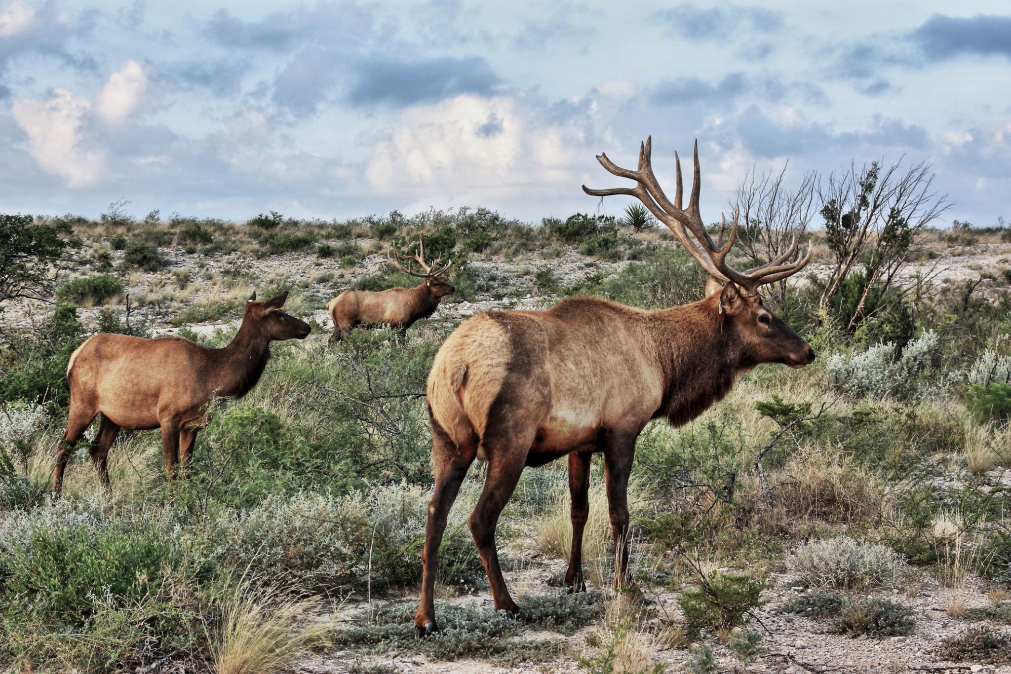 First Screwworm Case in U.S. Wildlife, a Texas Elk, Puts Deer Hunters on Watch Before the Nov. 7 Season Opener