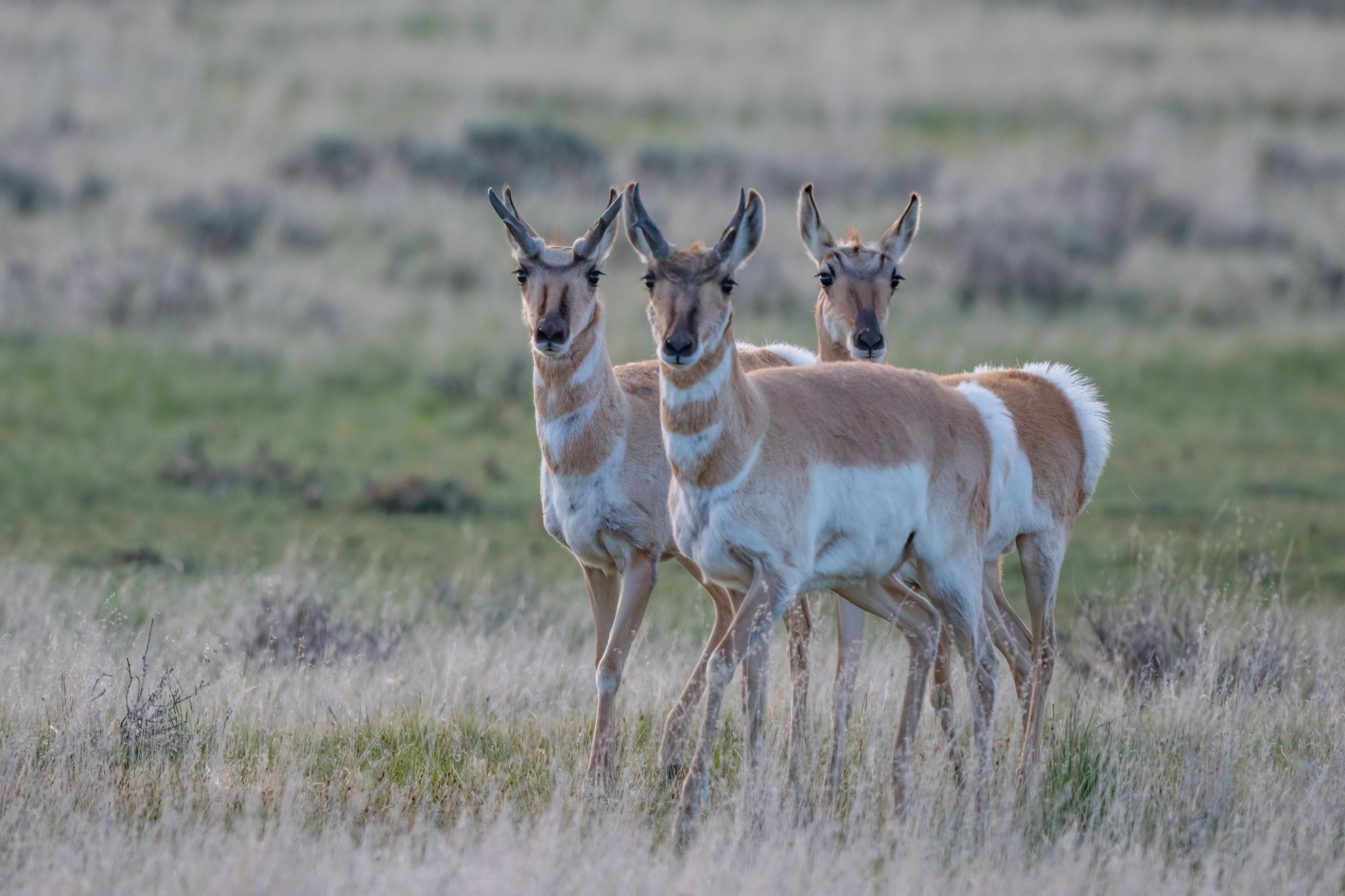 Hot, Dry Fall Fuels EHD and Bluetongue Deaths in South-Central Montana Deer and Pronghorn as Rifle Season Opens