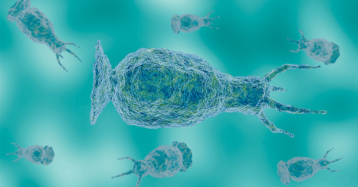 Marine Molecule Kills Brain-Eating Amoeba Faster Than the Standard Drug in Lab Tests, UC San Diego Scientists Report