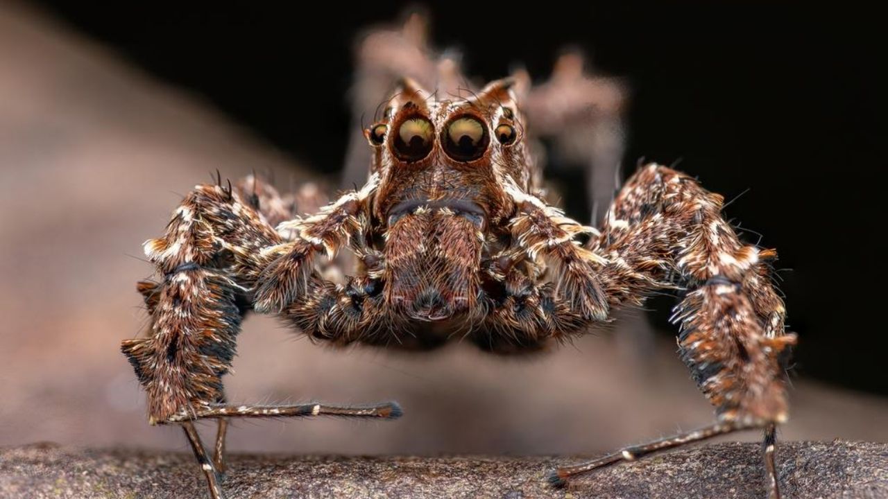 Sleep-Deprived Jumping Spiders Make Up Lost Rest, Pointing to Regulated Two-Stage Sleep in an Arachnid