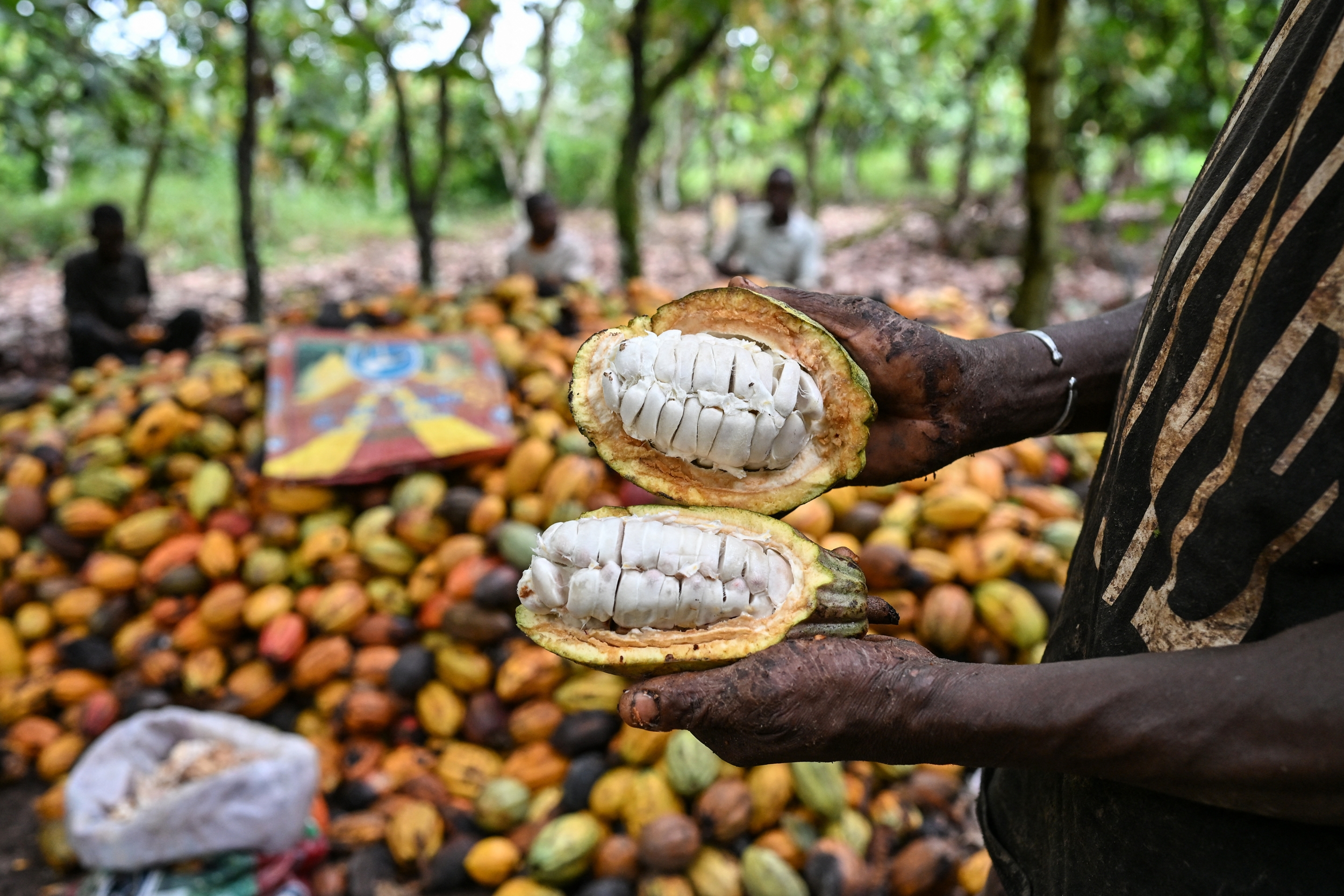 Could CRISPR Save Chocolate? Penn State's Disease-Resistant Cacao Moves Into USDA Trials in Hawaii and Puerto Rico