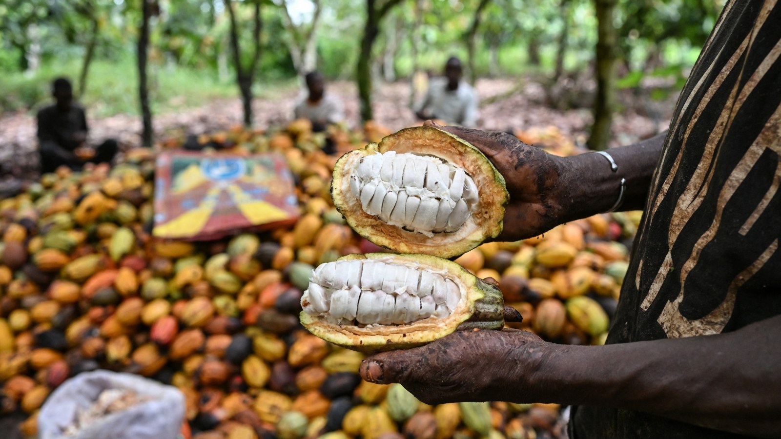 Could CRISPR Save Chocolate? Penn State’s Disease-Resistant Cacao Moves Into USDA Trials in Hawaii and Puerto Rico