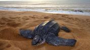 Leatherback Turtle (IMAGE)