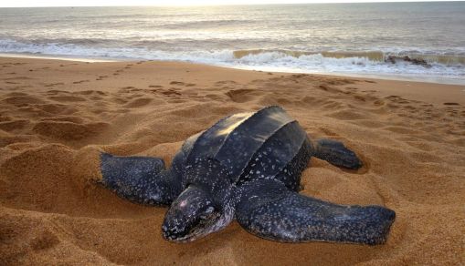 Leatherback Turtle (IMAGE)