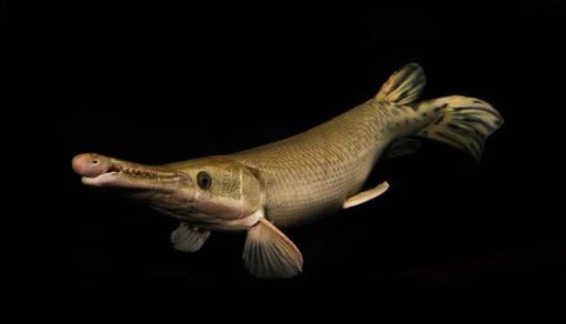 Alligator Gar (IMAGE)
