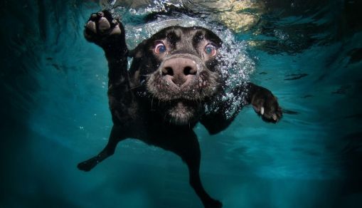 Dog Safety When Swimming