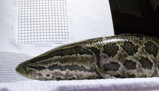 snakehead