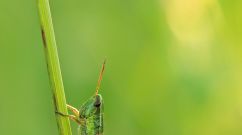 Small gold grasshopper