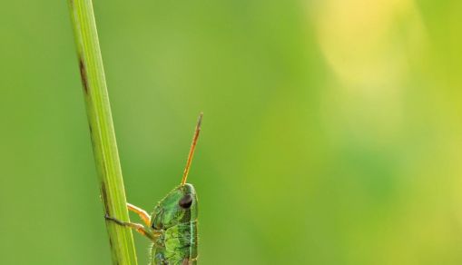 Small gold grasshopper
