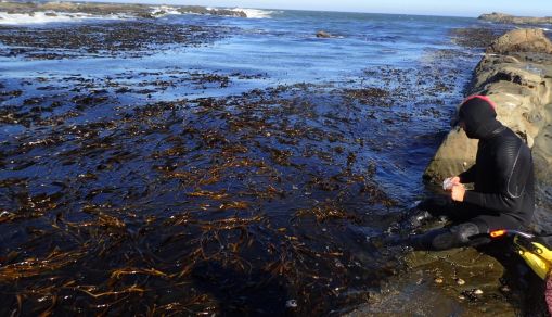 About to dive into giant kelp beds