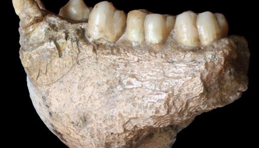 GIGANTOPITHECUS BLACKI MANDIBLE.