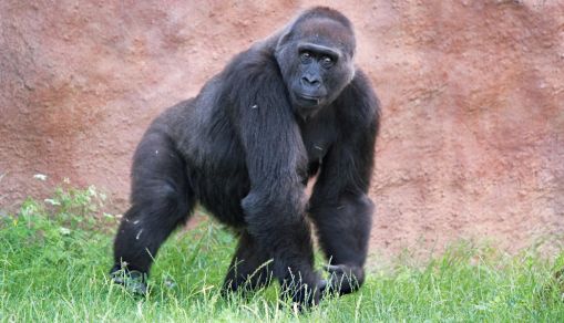Great ape