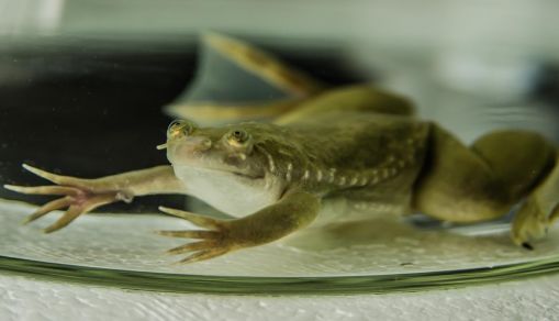 Researchers Discover Remarkable Variation in Genetic Mechanisms