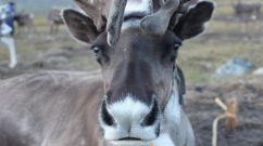 A DOMESTICATED REINDEER FROM NORTHERN MONGOLIA.
