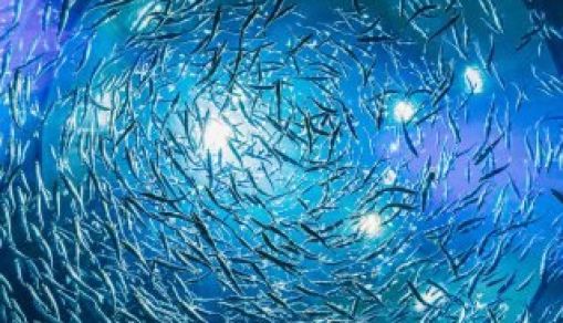 Guide to Starting an Eco-Friendly Fish Farm