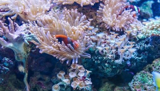 Coral Reefs May be Wiped Out in 2100, Scientists Warns