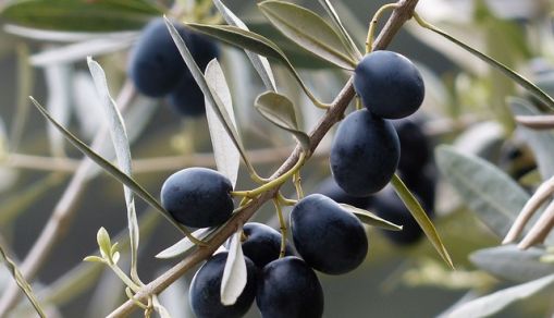Invasive Plant Bacterium Could Jeopardize the Olive Oil Industry