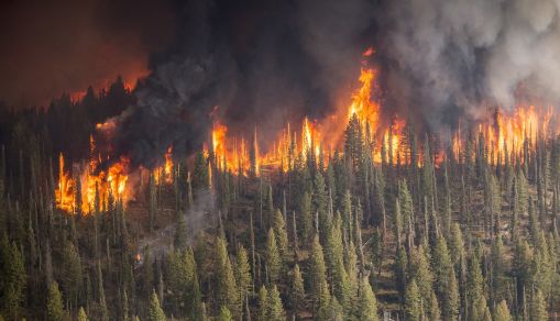 Wildfire Alert: Evacuation Ordered as Fire Spreads Near Evergreen, Colorado