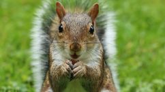 Squirrel in Colorado tested positive for Bubonic Plague