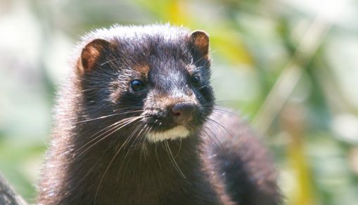 Spain and Netherlands Cull Over One Million Mink due to COVID-19 Infection