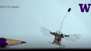 Nature World News - GoPro Beetle Version: An Insect Backpack Robotic Camera and Insect Robot