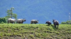 Assam Flooding Toll:  Scores of People Killed, 2.5 Million Evacuated and 9 Endangered Rhinos Dead