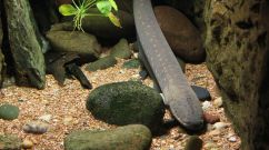 The Fascinating Life of Eels, Which Breed Only During Their Last Year of Life
