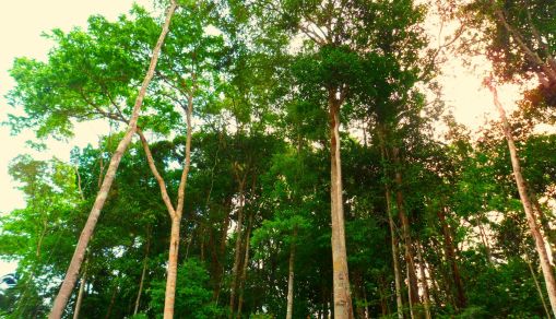 Small Drought-Resilient Trees May be the Future of the Amazon Rainforest