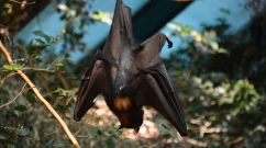 Deadly Transmissible or Zoonotic Wildlife Diseases Increase as Nature is Damaged