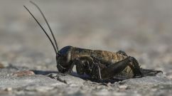 Dealing with Pesky Mole Crickets? Here's How to Remove Them