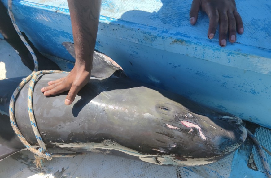 Nature World News - Mauritius Oil Spill: Last Moments of Mother Dolphin and her Calf Caught on Video