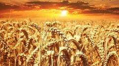 Large Scale Study on Genomics of Wheat Shows Large Diversity Useful for Crop Improvement