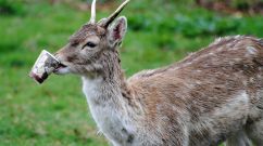 Thai National Park Returns Trash of Campers by Mail