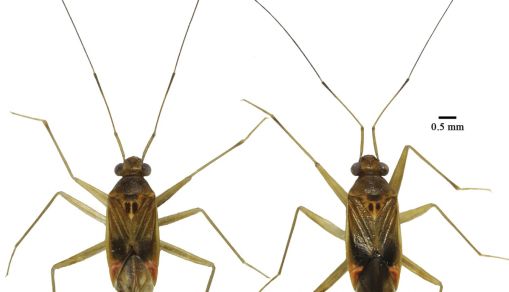 Rare Tropical Heteroptera Species Having Long Antennae Discovered