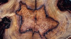 Distant Supernovas that Affected Earth may be Detected in Tree Rings, Study Finds