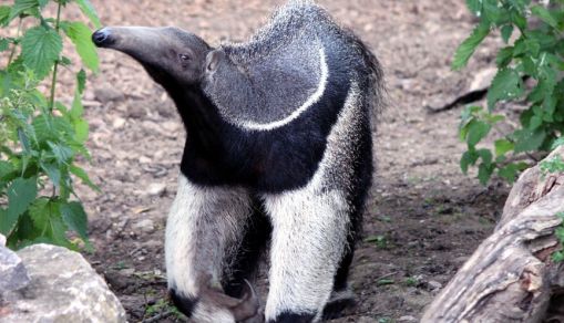 Baby Anteater Born on 'Coldest Night' Survives at Miami Zoo after Being Abandoned By Mom