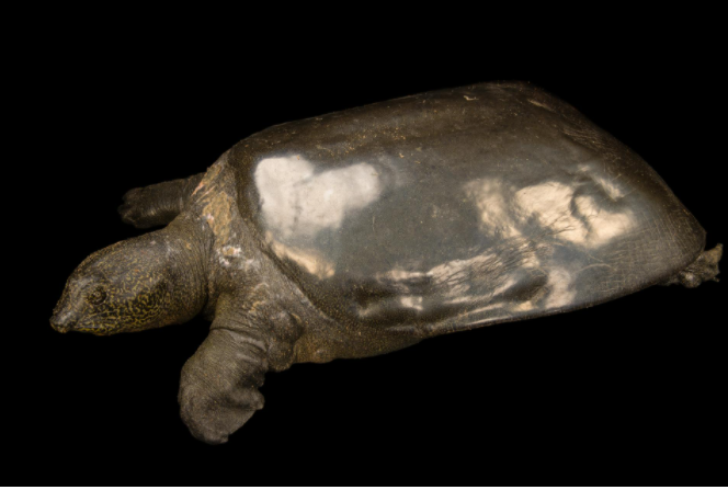 Yangtze Giant Softshell Turtle