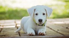 The Right Way to Maintain Your Pet’s Joint Health