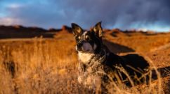 Dogs' Secret Tool to Save Wildlife