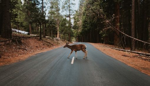 Yosemite National Park Road, Yosemite Valley, United States