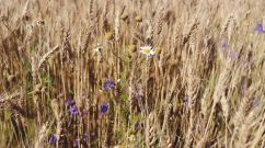 Positive Environmental Benefits of Regenerative Agriculture