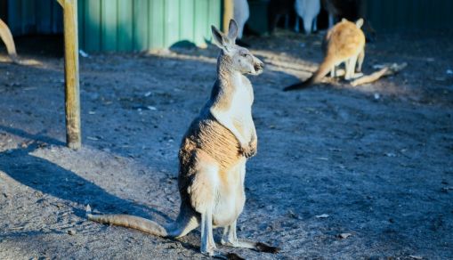 Kangaroos