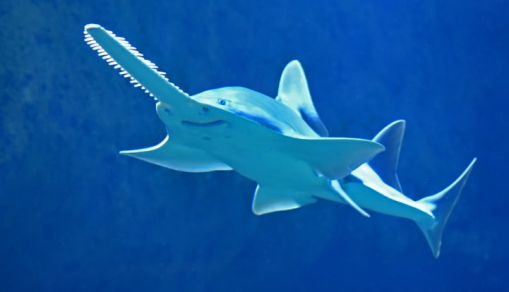 Sawfish
