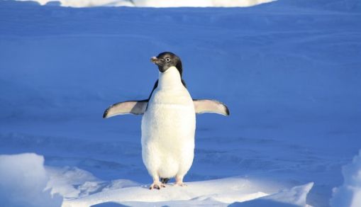 penguin
