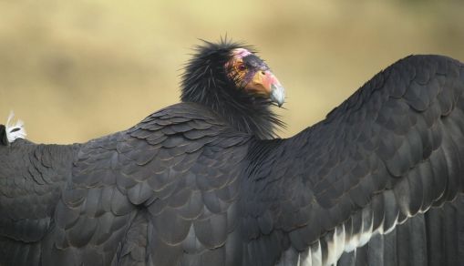 California Condor
