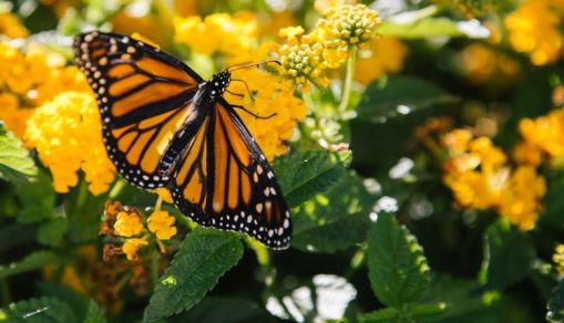 Monarch Butterfly