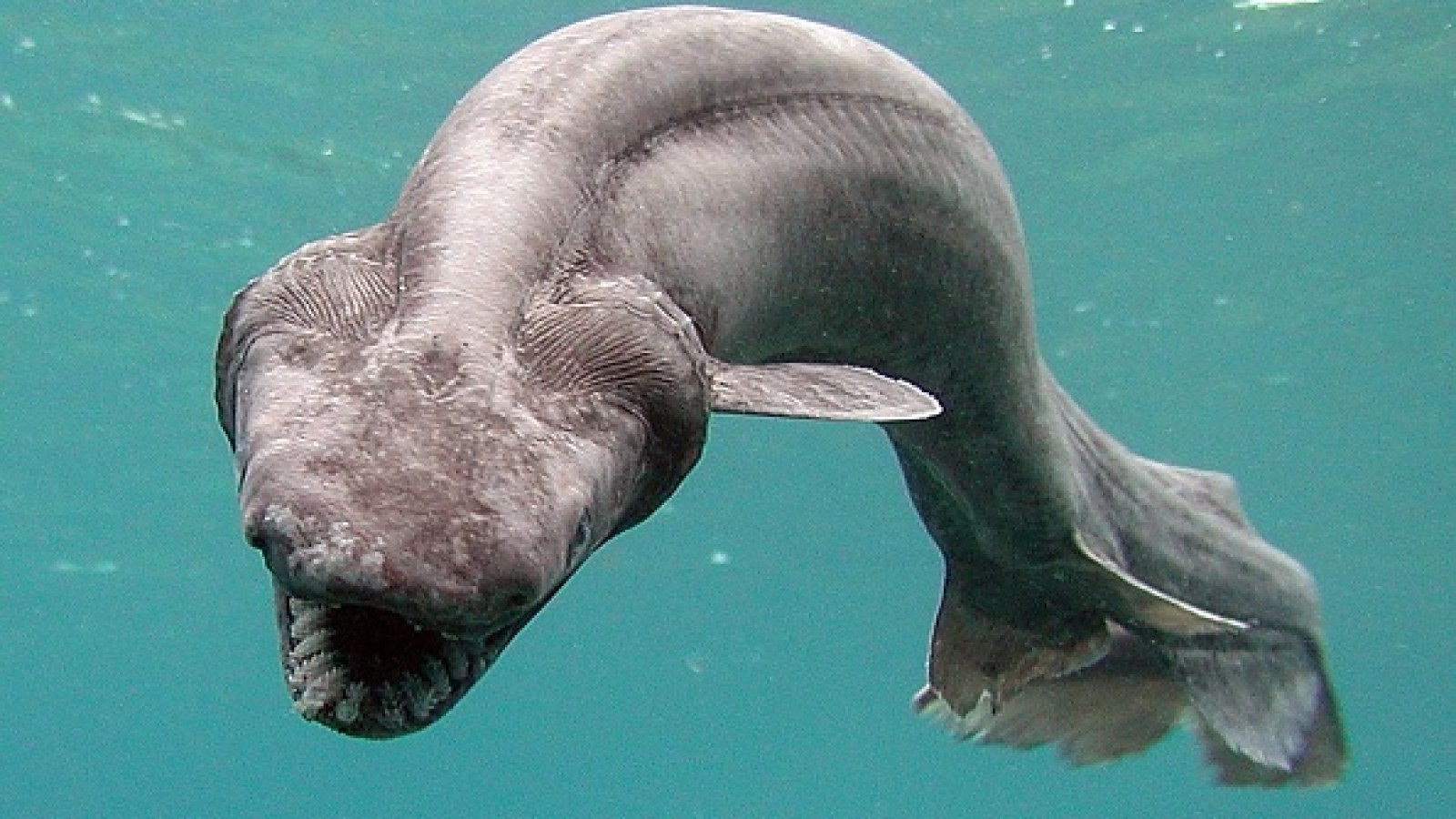 A Frilled Shark