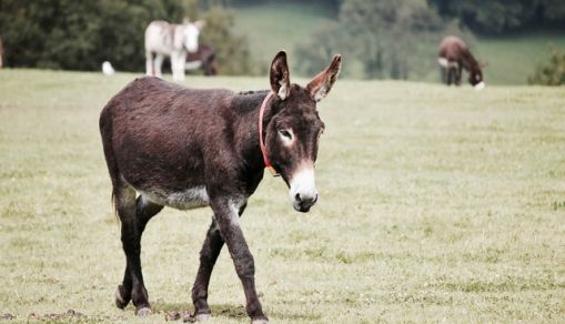 Donkey