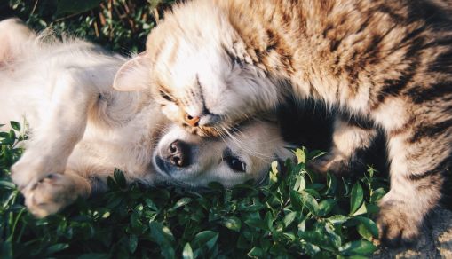 5 Reasons Pets are Important to Us